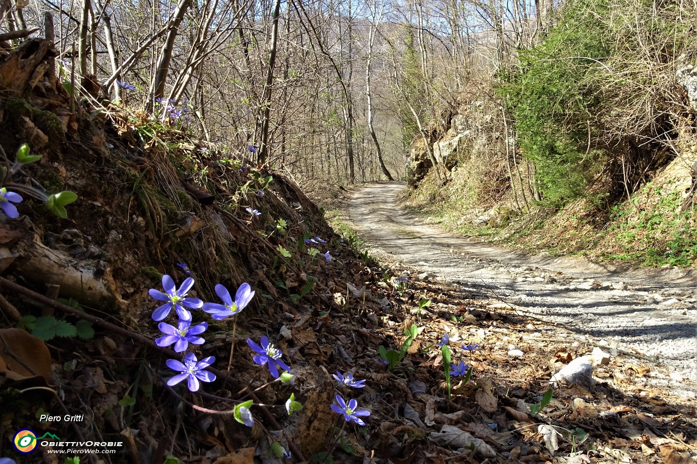 19 Erba trinita (Hepatica nobilis).JPG